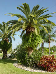 date_palm2.JPG