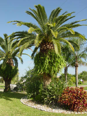 date_palm2.JPG