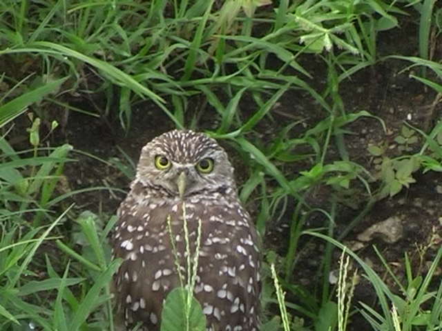 harris-owl.jpg